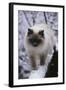 Ragdoll Cat Outside-Darrell Gulin-Framed Photographic Print