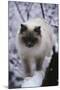 Ragdoll Cat Outside-Darrell Gulin-Mounted Photographic Print