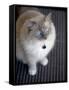 Ragdoll Cat-Savanah Stewart-Framed Stretched Canvas