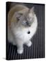 Ragdoll Cat-Savanah Stewart-Stretched Canvas