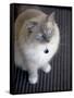 Ragdoll Cat-Savanah Stewart-Framed Stretched Canvas