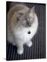 Ragdoll Cat-Savanah Stewart-Stretched Canvas