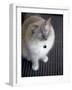 Ragdoll Cat-Savanah Stewart-Framed Photographic Print