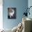 Ragdoll Cat-Savanah Stewart-Photographic Print displayed on a wall