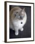 Ragdoll Cat-Savanah Stewart-Framed Photographic Print