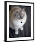 Ragdoll Cat-Savanah Stewart-Framed Photographic Print