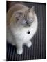 Ragdoll Cat-Savanah Stewart-Mounted Photographic Print