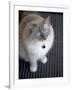 Ragdoll Cat-Savanah Stewart-Framed Photographic Print