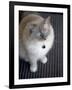 Ragdoll Cat-Savanah Stewart-Framed Photographic Print