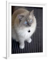 Ragdoll Cat-Savanah Stewart-Framed Photographic Print