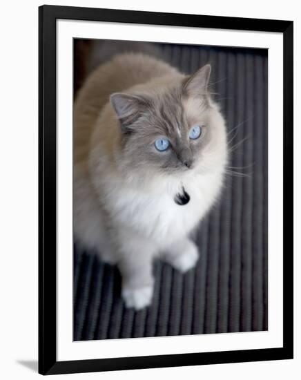 Ragdoll Cat-Savanah Stewart-Framed Photographic Print