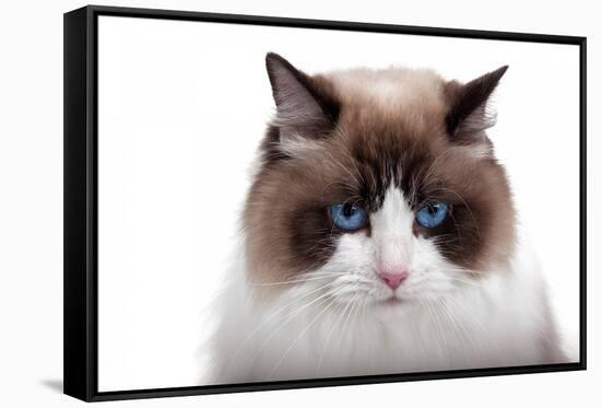 Ragdoll Cat-Fabio Petroni-Framed Stretched Canvas