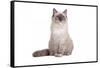 Ragdoll Cat-Fabio Petroni-Framed Stretched Canvas