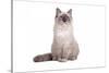 Ragdoll Cat-Fabio Petroni-Stretched Canvas