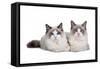 Ragdoll Cat-Fabio Petroni-Framed Stretched Canvas