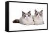 Ragdoll Cat-Fabio Petroni-Framed Stretched Canvas