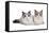 Ragdoll Cat-Fabio Petroni-Framed Stretched Canvas