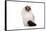 Ragdoll Cat-Fabio Petroni-Framed Stretched Canvas