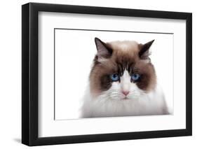 Ragdoll Cat-Fabio Petroni-Framed Premium Photographic Print