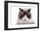 Ragdoll Cat-Fabio Petroni-Framed Premium Photographic Print