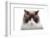 Ragdoll Cat-Fabio Petroni-Framed Premium Photographic Print