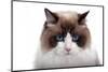 Ragdoll Cat-Fabio Petroni-Mounted Premium Photographic Print