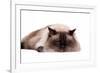 Ragdoll Cat-Fabio Petroni-Framed Photographic Print