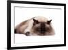 Ragdoll Cat-Fabio Petroni-Framed Photographic Print