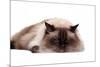 Ragdoll Cat-Fabio Petroni-Mounted Photographic Print