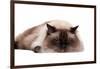 Ragdoll Cat-Fabio Petroni-Framed Photographic Print