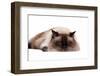 Ragdoll Cat-Fabio Petroni-Framed Photographic Print