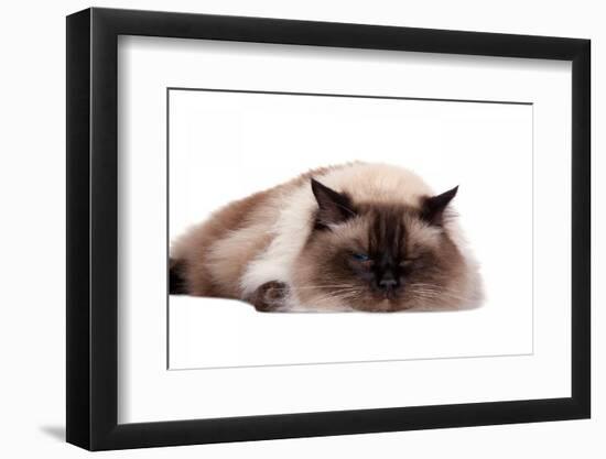 Ragdoll Cat-Fabio Petroni-Framed Photographic Print