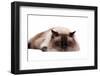 Ragdoll Cat-Fabio Petroni-Framed Photographic Print