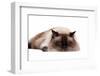 Ragdoll Cat-Fabio Petroni-Framed Photographic Print