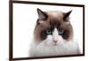 Ragdoll Cat-Fabio Petroni-Framed Photographic Print