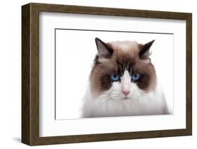 Ragdoll Cat-Fabio Petroni-Framed Photographic Print