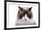 Ragdoll Cat-Fabio Petroni-Framed Photographic Print