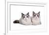 Ragdoll Cat-Fabio Petroni-Framed Photographic Print