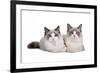 Ragdoll Cat-Fabio Petroni-Framed Photographic Print