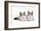 Ragdoll Cat-Fabio Petroni-Framed Photographic Print