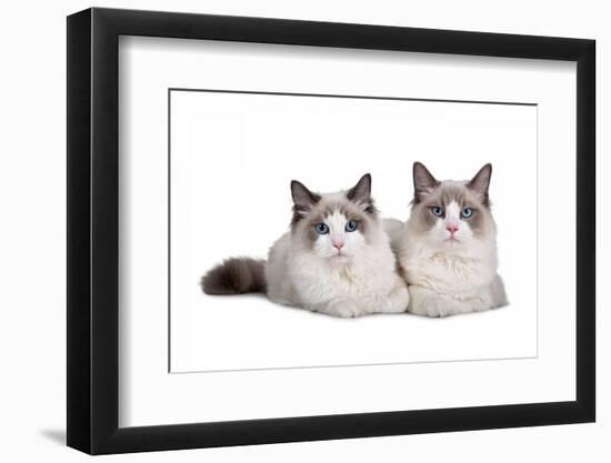 Ragdoll Cat-Fabio Petroni-Framed Photographic Print