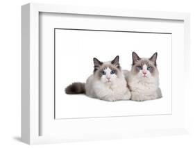 Ragdoll Cat-Fabio Petroni-Framed Photographic Print