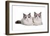 Ragdoll Cat-Fabio Petroni-Framed Photographic Print