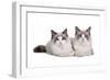 Ragdoll Cat-Fabio Petroni-Framed Photographic Print