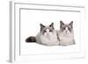 Ragdoll Cat-Fabio Petroni-Framed Photographic Print