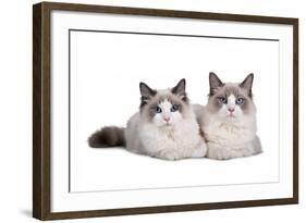 Ragdoll Cat-Fabio Petroni-Framed Photographic Print