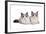 Ragdoll Cat-Fabio Petroni-Framed Photographic Print