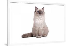 Ragdoll Cat-Fabio Petroni-Framed Photographic Print