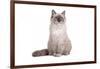 Ragdoll Cat-Fabio Petroni-Framed Photographic Print