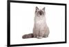 Ragdoll Cat-Fabio Petroni-Framed Photographic Print